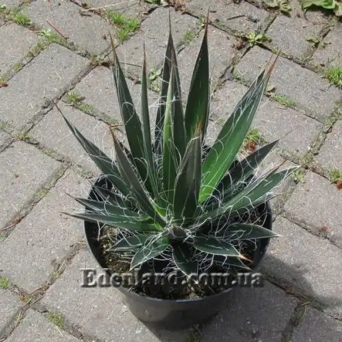 Изображение Агава нитеносная - Agave filifera
