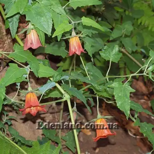 Изображение Канарина канарская - Canarina canariensis
