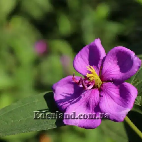 Изображение Меластома малабарская - Melastoma malabathricum