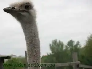Страуси в Україні