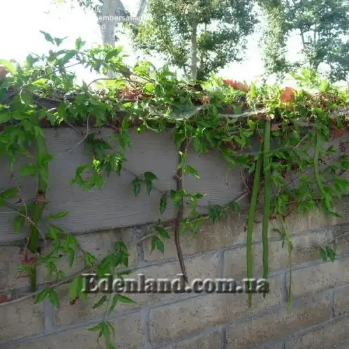 Изображение семенные коробочки