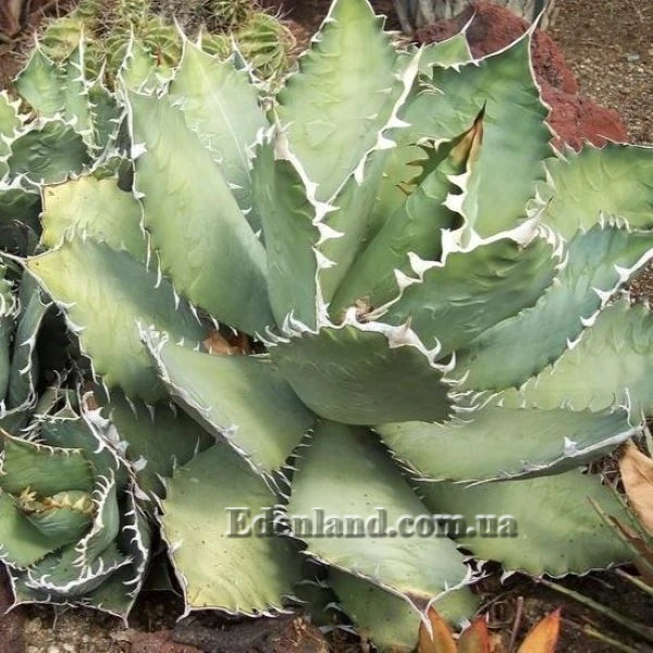 Зображення Агава Отеро  - Agave oteroi