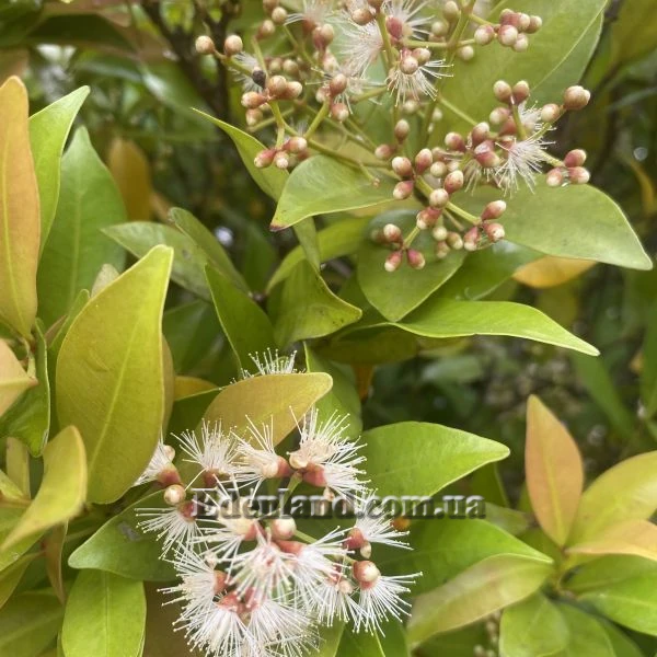 Изображение начало цветения