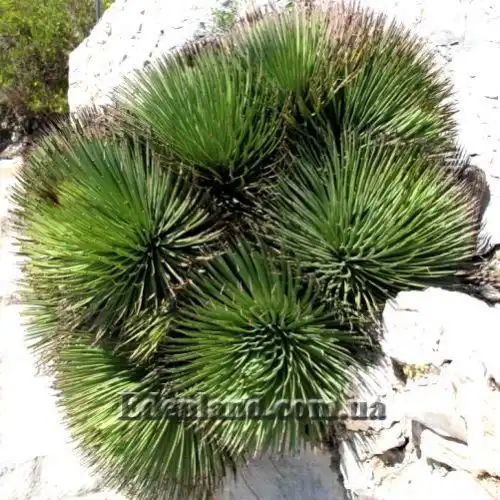 Зображення растения в грунте