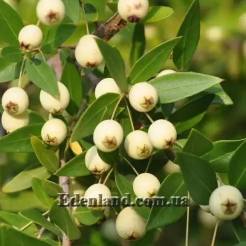 Мирт обыкновенный белоплодный - Myrtus communis var. leucocarpa
