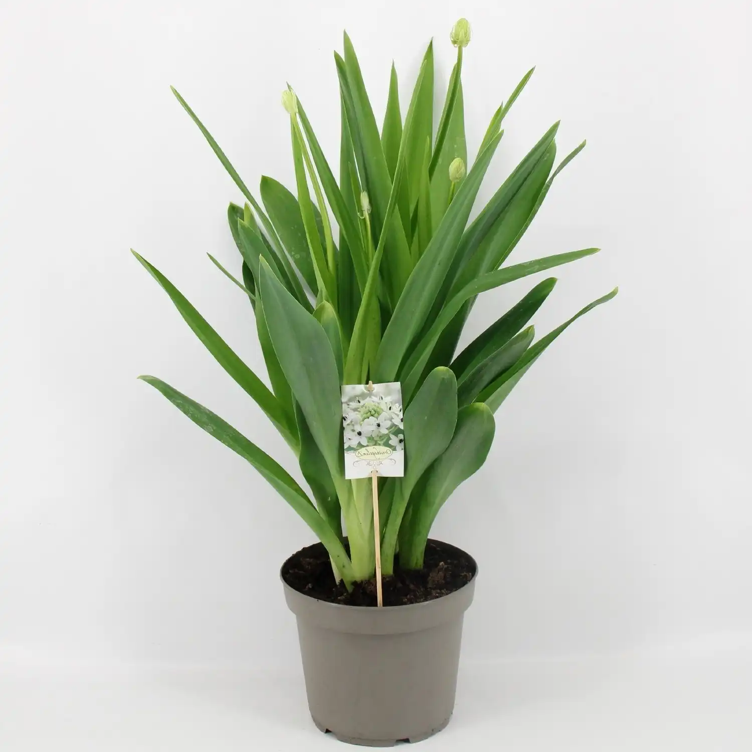 Изображение растение в горшке