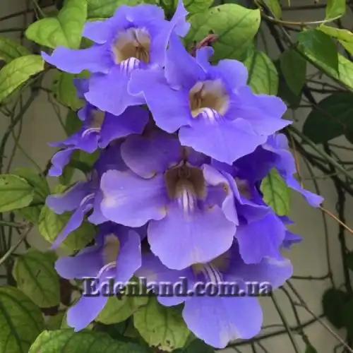 Изображение Тунбергия крупноцветковая - Thunbergia grandiflora