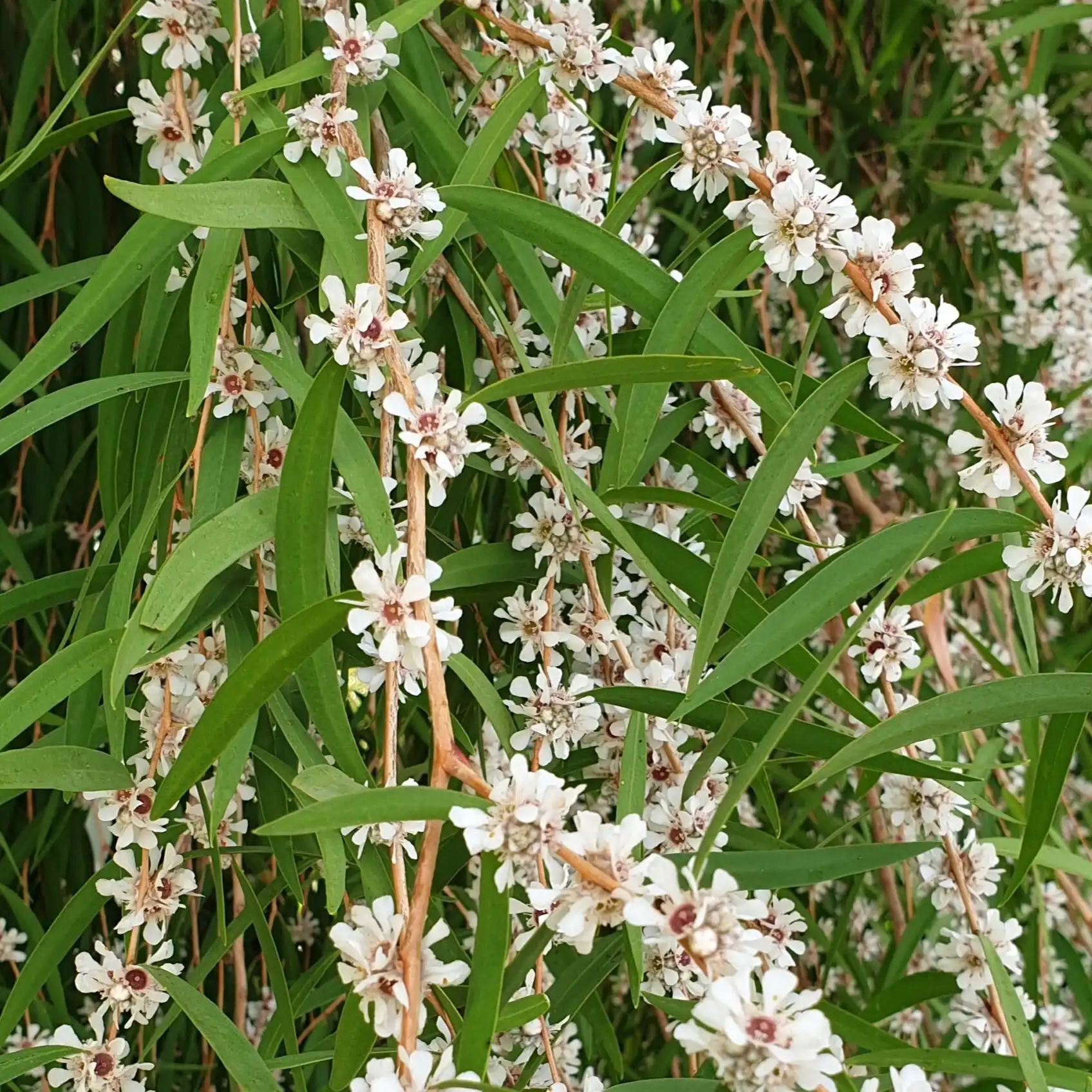 Агонис изогнутый  - Agonis flexuosa