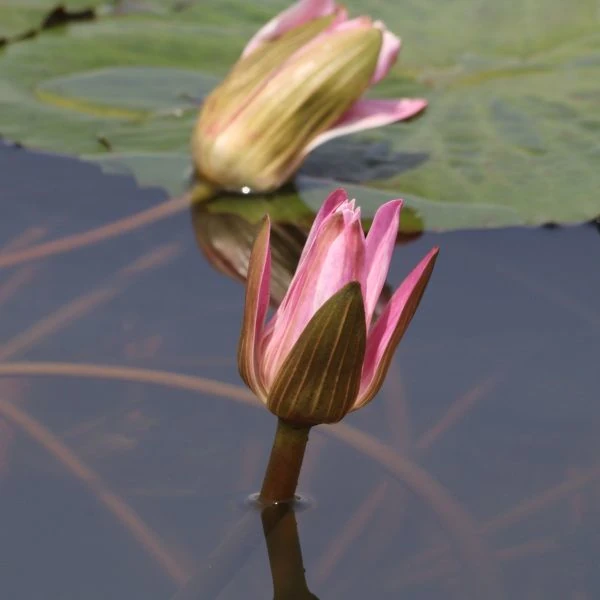 Зображення Німфея (Латаття) опушена рожева - Nymphaea pubescens 'Pink' 