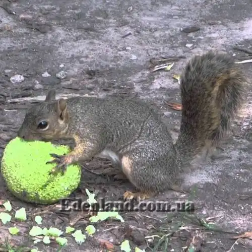 Изображение созревший плод