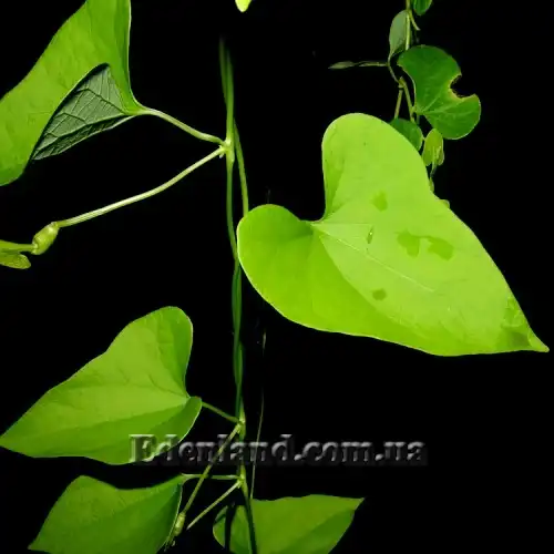 Изображение листья