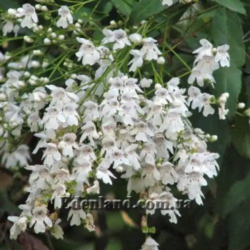 Зображення Простантера косматоквіткова - Prostanthera lasianthos