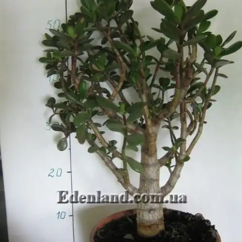 Крассула, Толстянка - Crassula