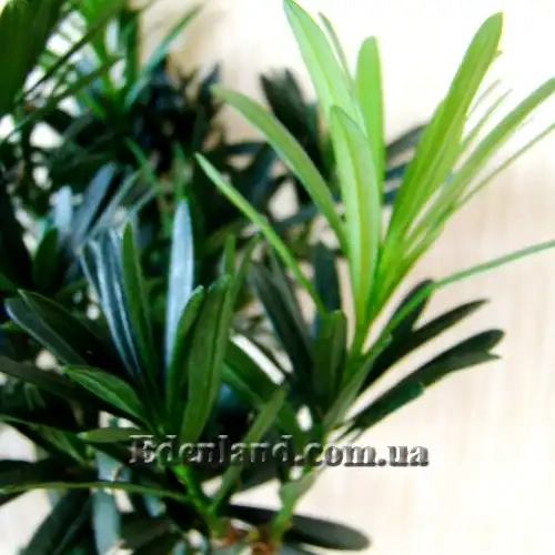 Изображение Подокарпус - Podocarpus