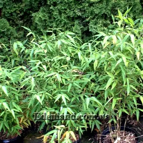 Изображение молодые сеянцы в горшках