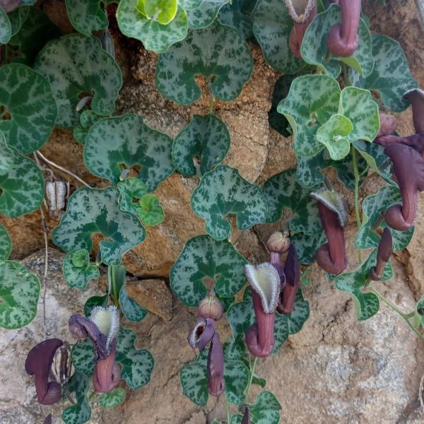 Зображення Хвилівник (Аристолохія) чилійський - Aristolochia chilensis 