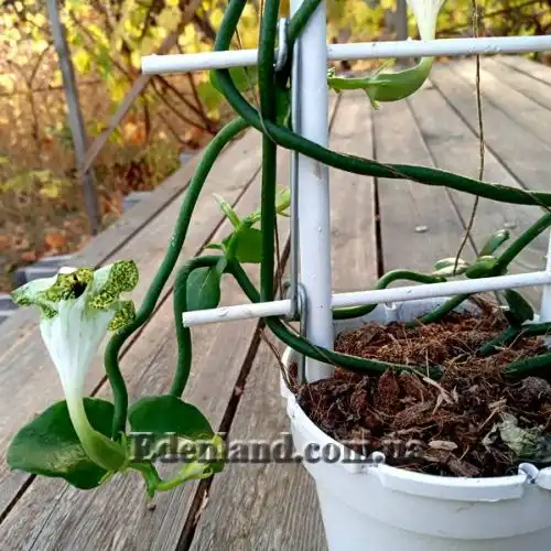 Зображення Церопегія Сандерсона - Ceropegia sandersonii