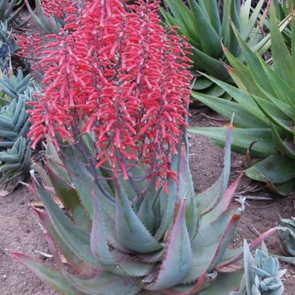 Зображення Алое Чабаудії - Aloe chabaudii