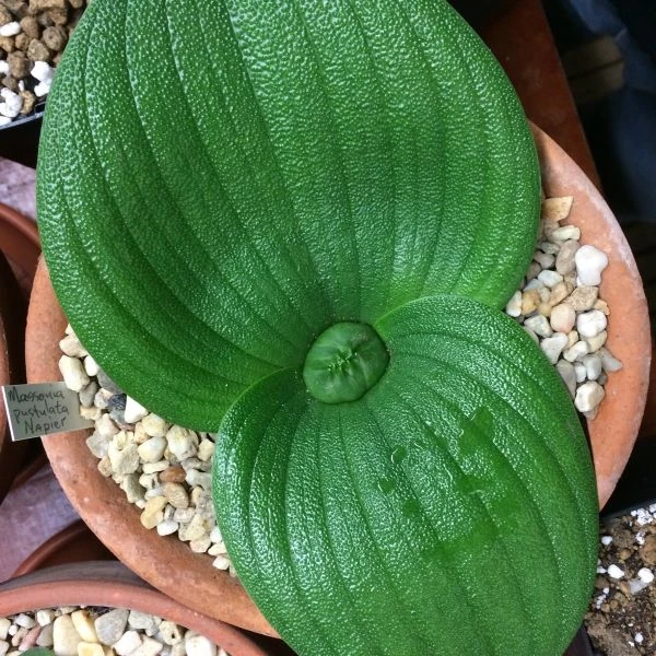 Изображение Массония пузырчатая  - Massonia pustulata 