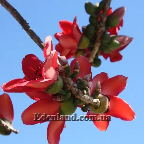 Зображення цвітіння