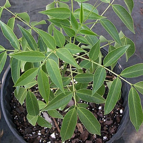 Изображение Сенна щитковидная - Senna corymbosa 