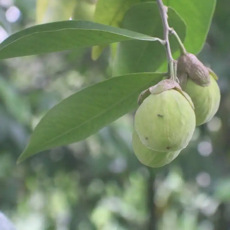 Изображение плоды