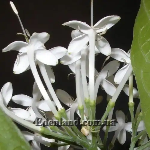 Зображення Паветта поникла - Pavetta revolute