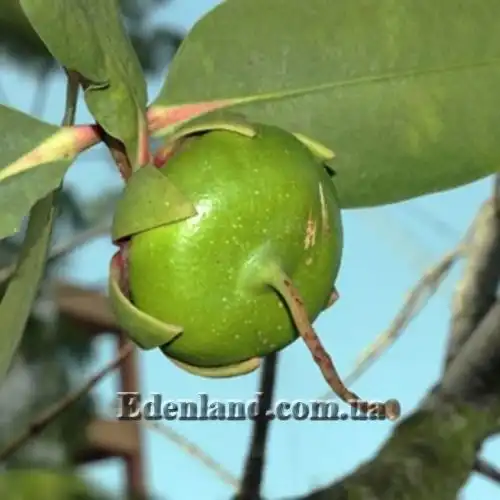 Изображение Соннератия сырная - Sonneratia caseolaris 