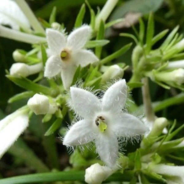 Зображення Неогіменопогон паразитичний - Neohymenopogon parasiticus 