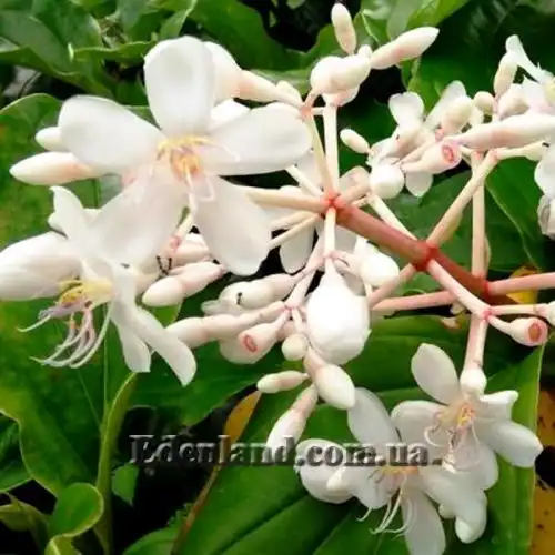 Зображення Медініла білоквіткова - Medinilla albiflora