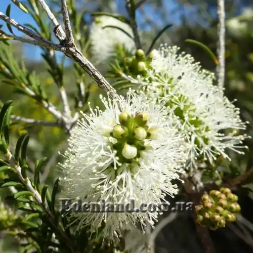 Изображение Мелалеука вересколистная - Melaleuca ericifolia