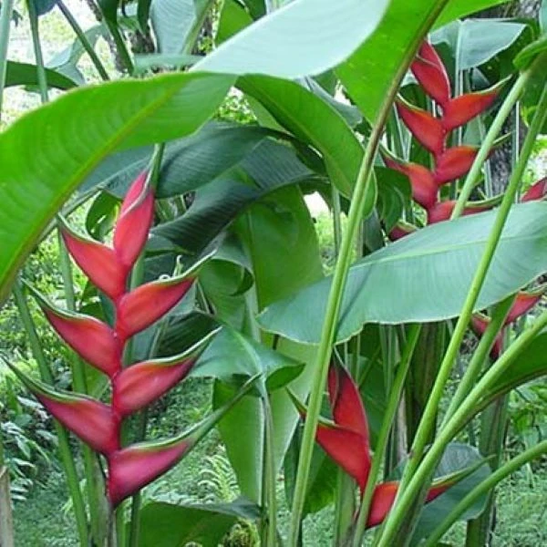 Зображення Геліконія біхай 'Lobster Claw Two' - Heliconia bihai 'Lobster Claw Two' 