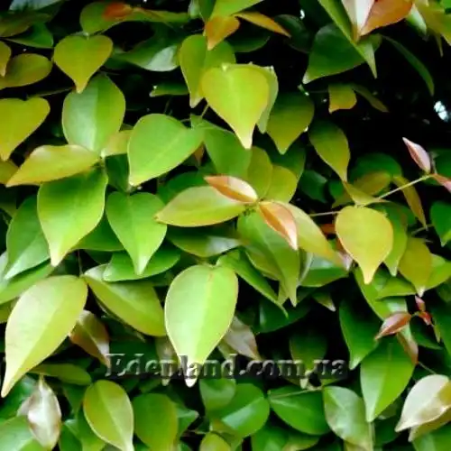 Изображение Евгения одноцветковая - Eugenia uniflora