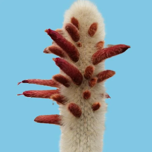 Зображення Клейстокактус Штрауса - Cleistocactus strausii 