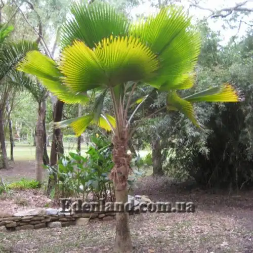 Изображение Притчардия тихоокеанская - Pritchardia pacifica