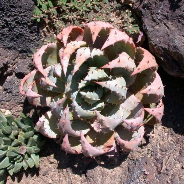 Зображення Алое Пеглер - Aloe peglerae