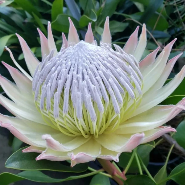 Изображение Протея цинаровидная  - Protea cynaroides