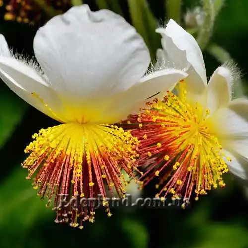 Спаррманія африканська - Sparrmannia Africana