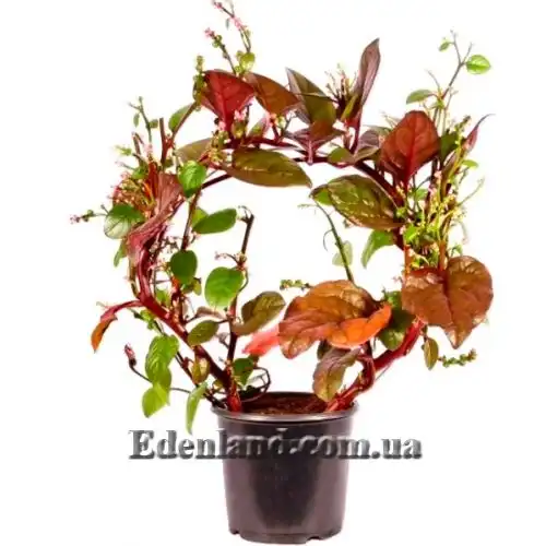 Изображение Базелла белая (красная) - Basella alba (rubra)