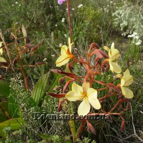 Изображение Вахендорфия метельчатая - Wachendorfia paniculata