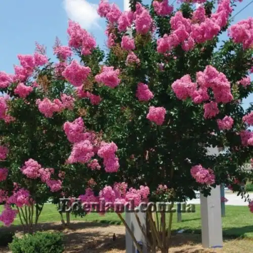 Изображение Лагерстремия индийская - Lagerstroemia indica 