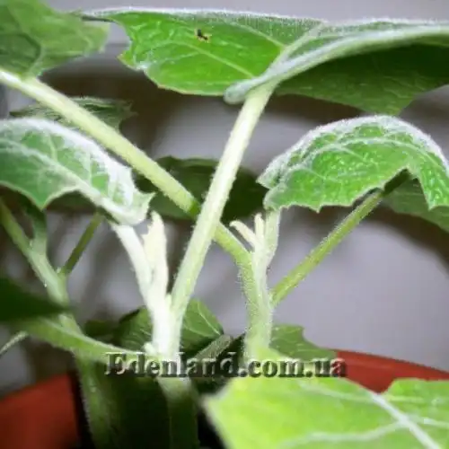 Зображення Пасльон сидячоквітковий (Топіро, Кокона) - Solanum sessiliflorum