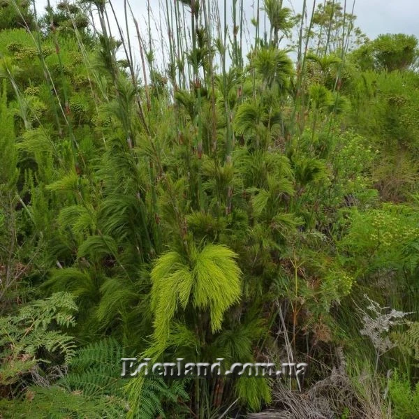 Изображение Родокома гигантская  - Rhodocoma gigantea