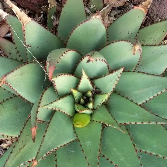 Изображение начало цветения