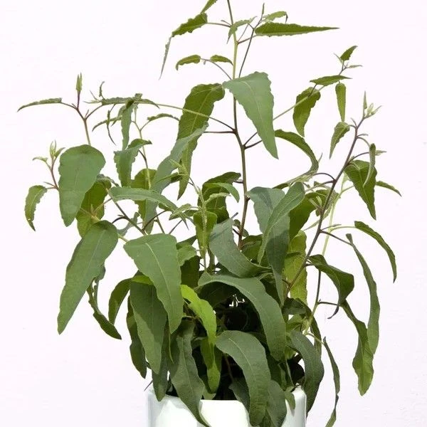 Изображение Эвкалипт лимонный - Eucalyptus citriodora