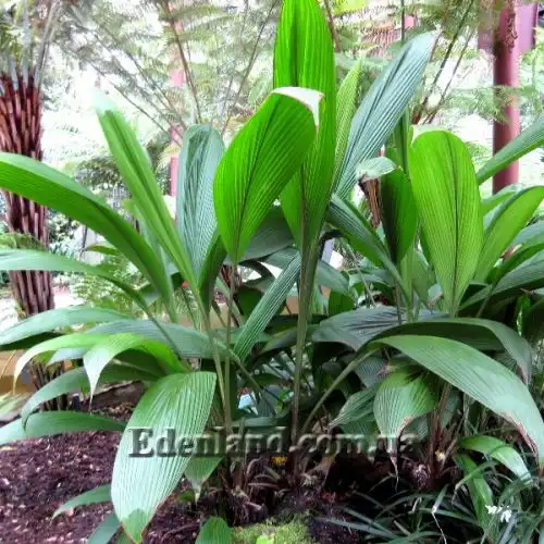 Изображение Куркулиго широколистное - Curculigo latifolia