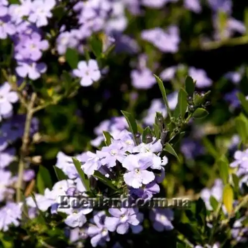 Фрейлиния тропическая - Freylinia tropica