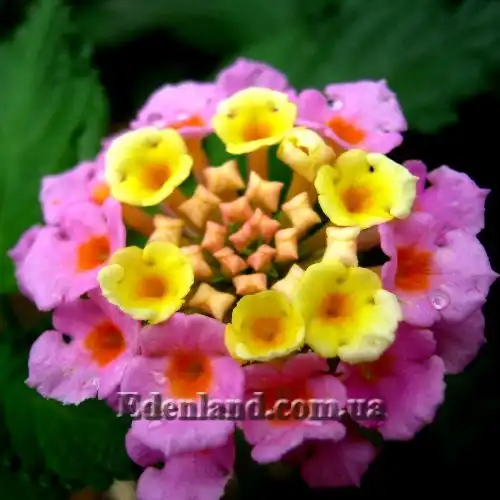 Лантана шиповатая - Lantana camara