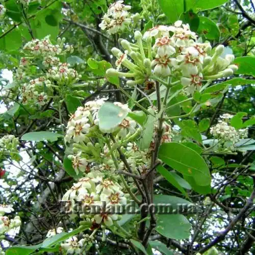 Изображение соцветия