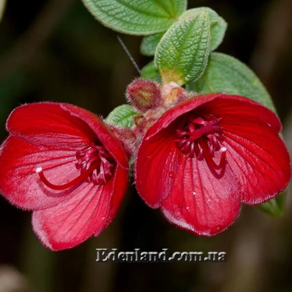 Зображення Тібухіна гросса - Tibouchina grossa